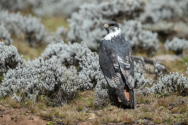 Augurbussard (Buteo augur)