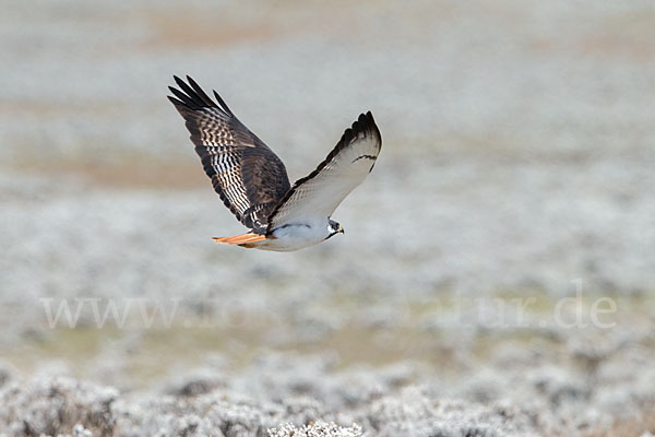 Augurbussard (Buteo augur)