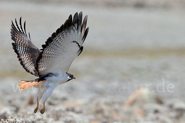 Augurbussard (Buteo augur)