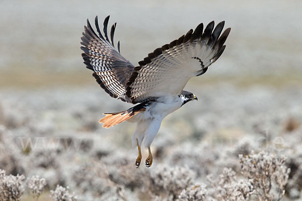 Augurbussard (Buteo augur)