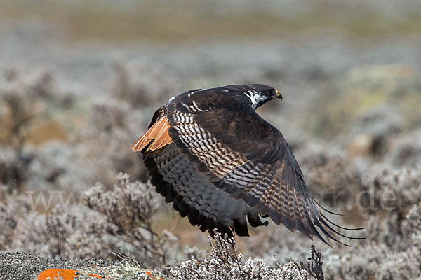 Augurbussard (Buteo augur)