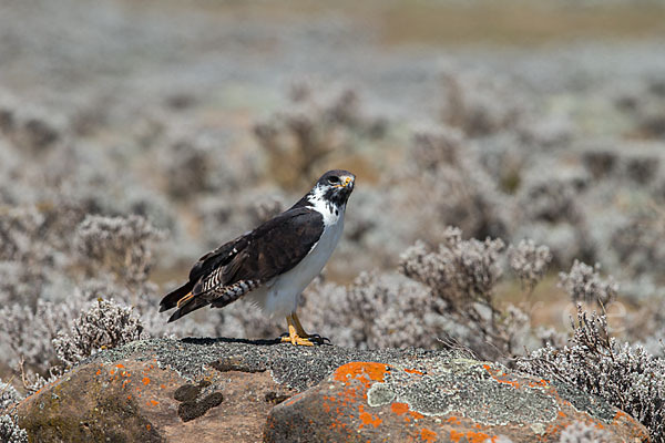 Augurbussard (Buteo augur)