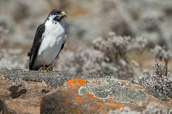 Augurbussard (Buteo augur)