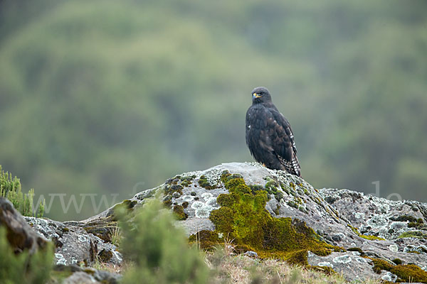 Augurbussard (Buteo augur)