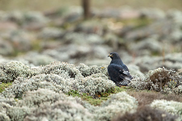 Augurbussard (Buteo augur)