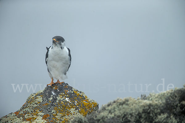 Augurbussard (Buteo augur)