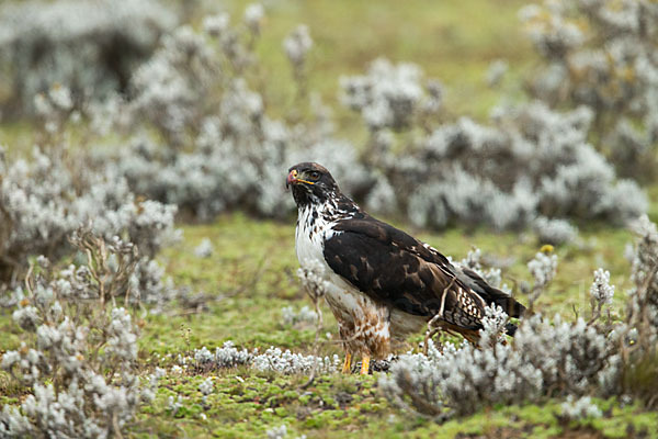 Augurbussard (Buteo augur)