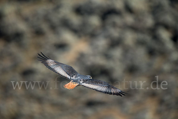 Augurbussard (Buteo augur)