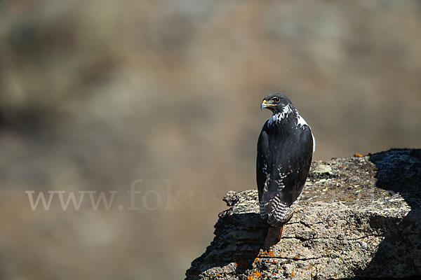 Augurbussard (Buteo augur)