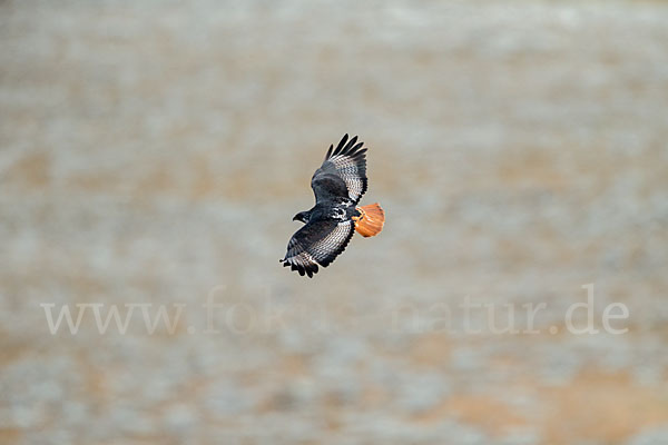 Augurbussard (Buteo augur)