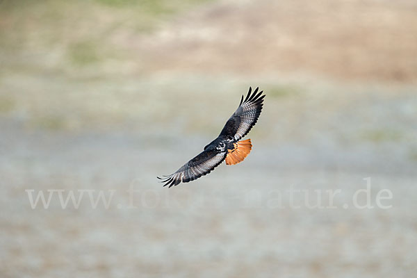 Augurbussard (Buteo augur)