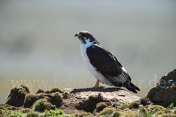 Augurbussard (Buteo augur)