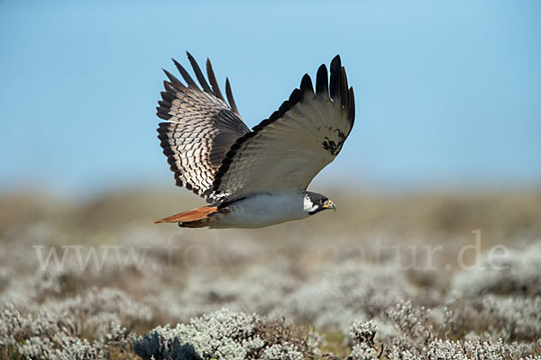 Augurbussard (Buteo augur)