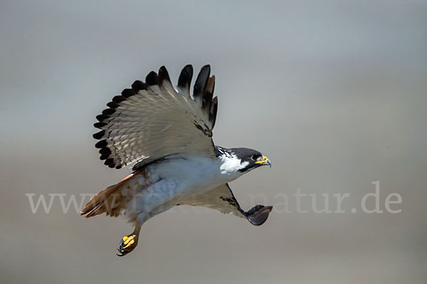 Augurbussard (Buteo augur)