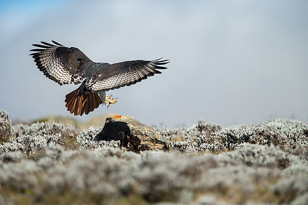 Augurbussard (Buteo augur)