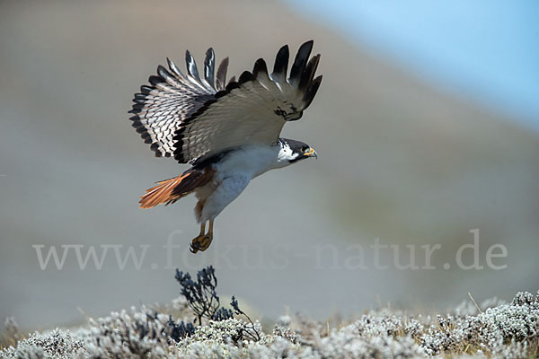 Augurbussard (Buteo augur)