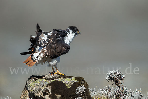 Augurbussard (Buteo augur)