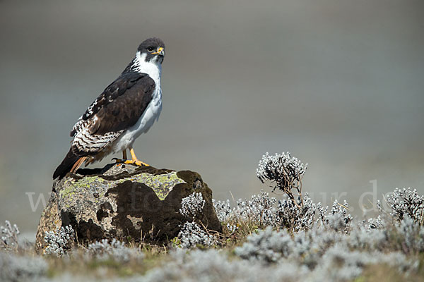 Augurbussard (Buteo augur)