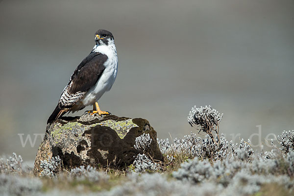 Augurbussard (Buteo augur)