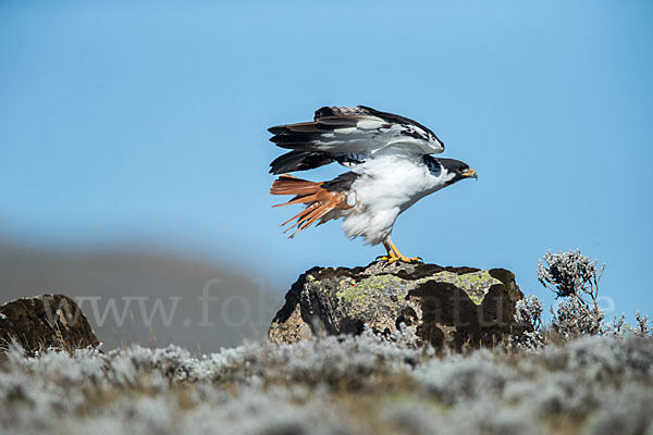 Augurbussard (Buteo augur)