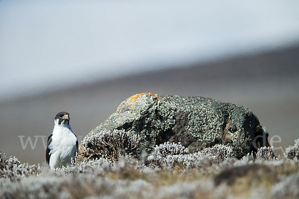 Augurbussard (Buteo augur)