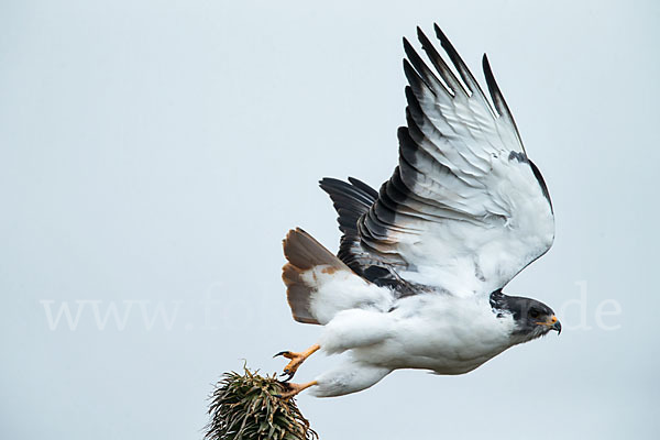 Augurbussard (Buteo augur)