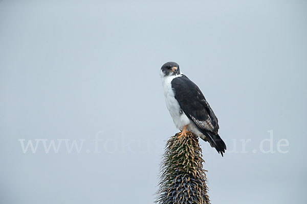 Augurbussard (Buteo augur)