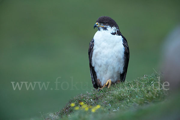 Augurbussard (Buteo augur)