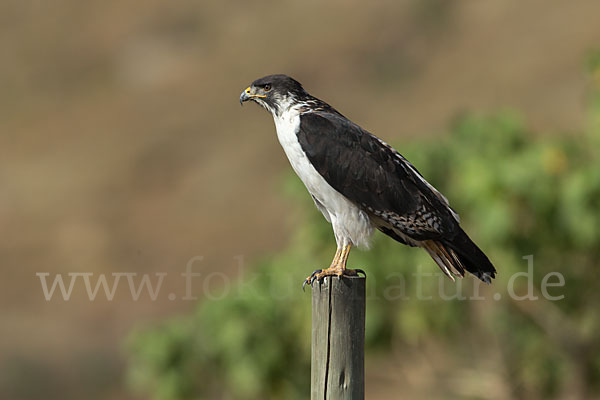 Augurbussard (Buteo augur)