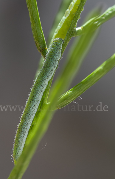 Aurorafalter (Anthocharis cardamines)