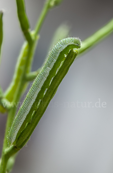 Aurorafalter (Anthocharis cardamines)