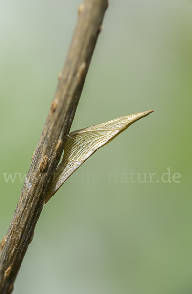 Aurorafalter (Anthocharis cardamines)