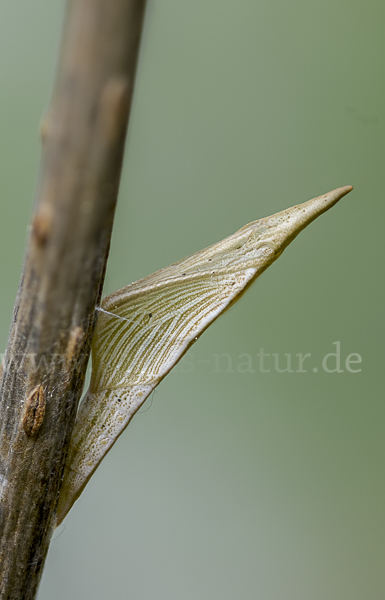 Aurorafalter (Anthocharis cardamines)