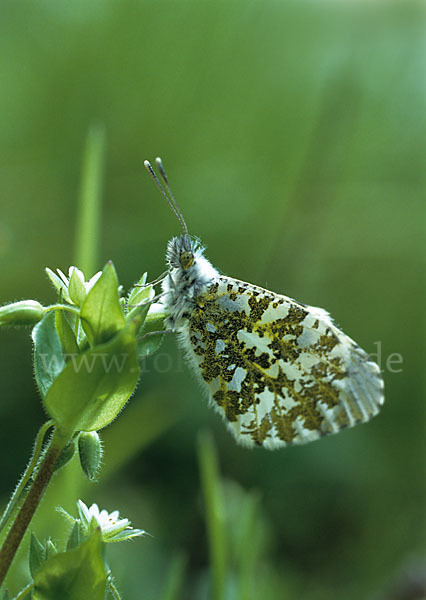 Aurorafalter (Anthocharis cardamines)