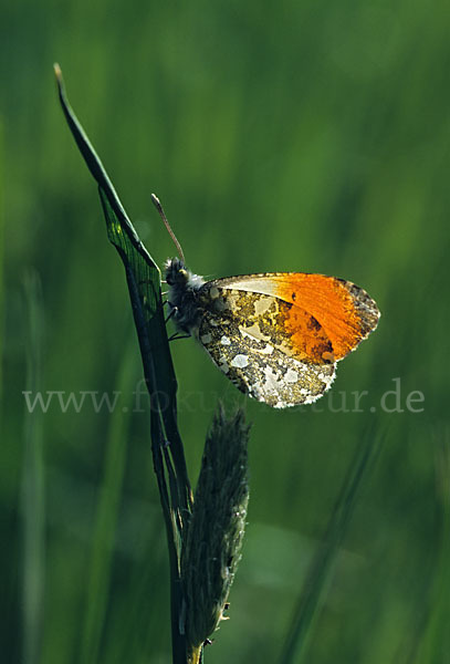 Aurorafalter (Anthocharis cardamines)