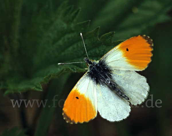 Aurorafalter (Anthocharis cardamines)