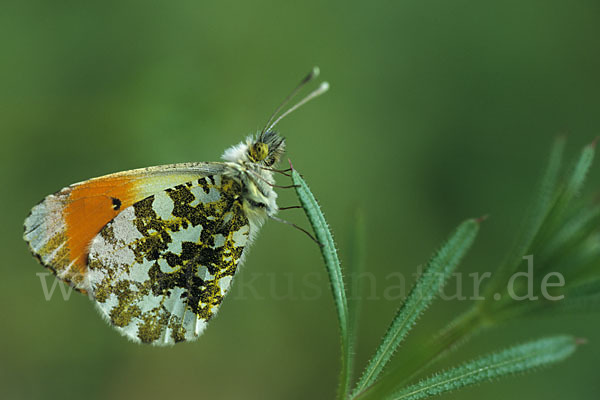 Aurorafalter (Anthocharis cardamines)