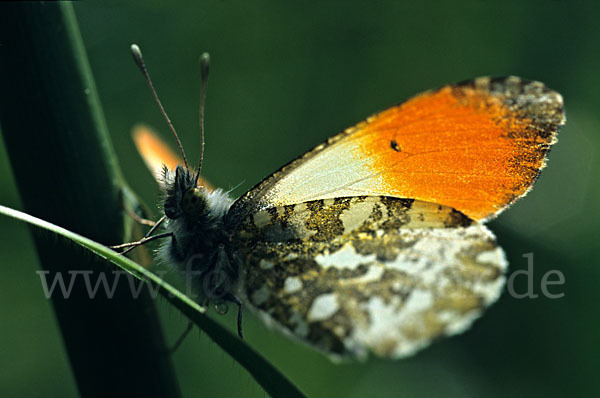 Aurorafalter (Anthocharis cardamines)