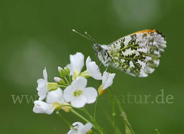 Aurorafalter (Anthocharis cardamines)