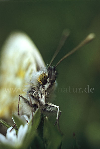 Aurorafalter (Anthocharis cardamines)