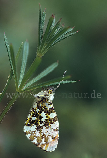 Aurorafalter (Anthocharis cardamines)