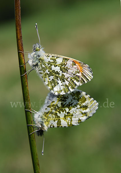 Aurorafalter (Anthocharis cardamines)