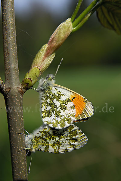 Aurorafalter (Anthocharis cardamines)