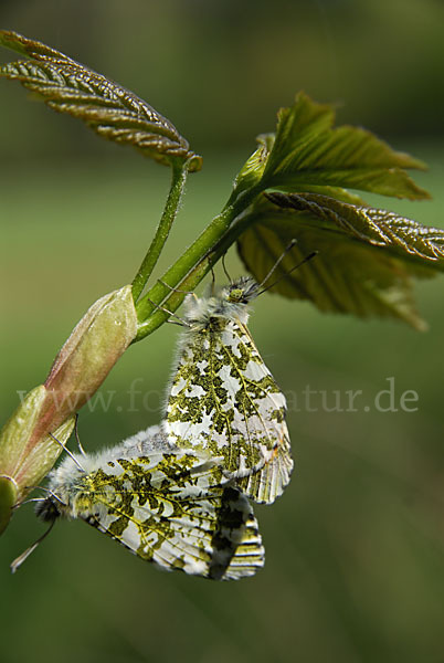 Aurorafalter (Anthocharis cardamines)