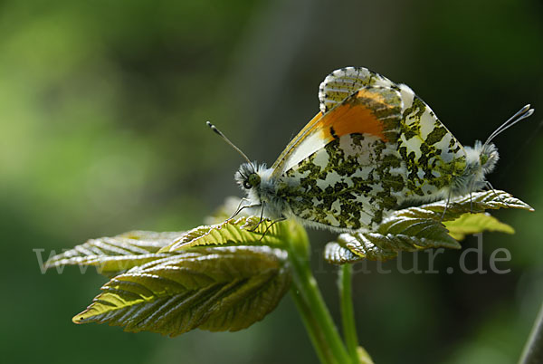 Aurorafalter (Anthocharis cardamines)