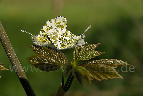 Aurorafalter (Anthocharis cardamines)