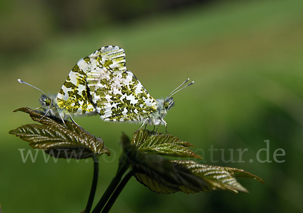 Aurorafalter (Anthocharis cardamines)