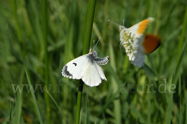 Aurorafalter (Anthocharis cardamines)