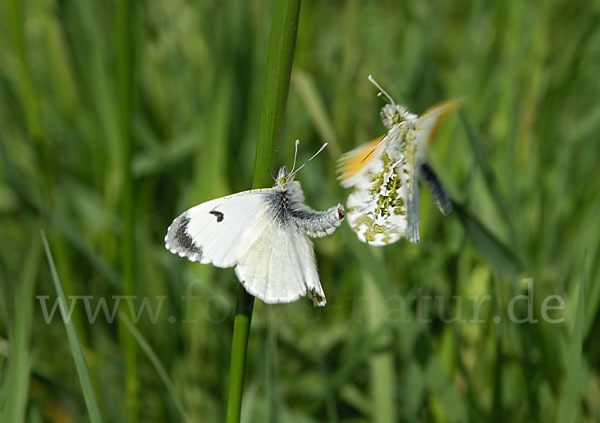 Aurorafalter (Anthocharis cardamines)