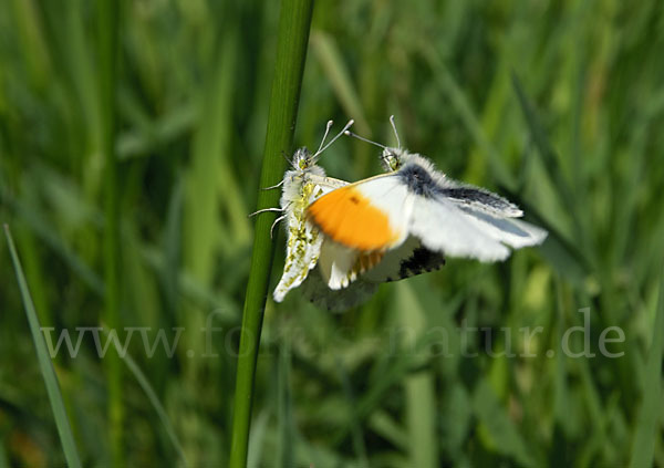 Aurorafalter (Anthocharis cardamines)